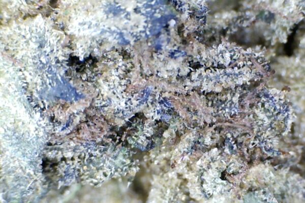 Purple Space Cream by Humboldt Farms